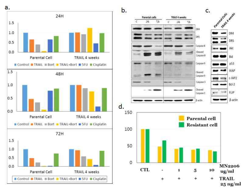 4주차 TRAIL저항성세포. a. TRAIL, bortezomib, TRAIL+bortezomib, 5-FU, cisplatin의 세포독성을 처리 후 1,2,3일차에 MTT법으로 측정. b. TRAIL 처리된 세포에서 DR4, DR5, caspases의 활성을 웨스턴블럿으로 측정, c. TRAIL저항성세포에서 세포사멸 관련 단백질의 발현을 웨스턴블럿으로 관찰. d. Akt저해제(MN2206)을 처리한 세포에서 TRAIL에 의한 세포독성을 MTT법으로 측정