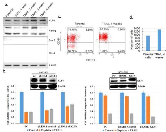 TRAIL저항성세포의 특성. a. TRAIL저항성세포가 확립되는 과정에서 줄기세포인자의 발현을 웨스턴블럿으로 관찰. b. 줄기세포인자 KLF4의 발현, 또는 발현억제에 따른 TRAIL, cisplatin의 세포독성변화를 MTT법으로 측정. c. TRAIL저항성세포가 확립되는 과정에서 종양줄기세포표지자의 CD44, CD133의 발현을 유세포분석법으로 관찰. d. TRAIL저항성세포의 침윤능을 transwell invasion assay로 분석
