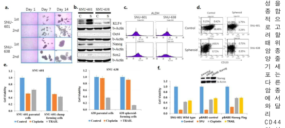 구상체배양세포의 특성. a. 구상체배양세포(spheroid culture)의 형태. 1차 구상체배양된 세포(1st)를 수득 하여 다시 구상체배양을 시도하였음(2nd). SNU-638은 구상체를 형성하였으나 SNU-601은 포도상세포군집으로 존재함. b. 구상체배양세포에서 줄기세포인자의 발현을 웨스턴블럿으로 관찰. c. 구상체배양세포에서 ALDH활성을 유세포분석으로 확인. d. CD44, CD133의 발현을 유세포분석으로 확인. e. 구상체배양세포에 대한 TRAIL, cisplatin의 세포독성을 MTT법으로 측정. f. Nanog를 인위적으로 발현한 세포에 대한 TRAIL, 5-FU, cisplatin의 세포독성을 MTT법으로 측정