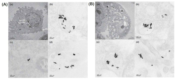 (A) Bio-TEM images of HeLa cells after incubation with HA.-HCA0.3-Au-Pheo-NPT; (B) Bio-TEM images of HeLa cells after incubation with HA-HCA2.0-Au-Pheo-NPT