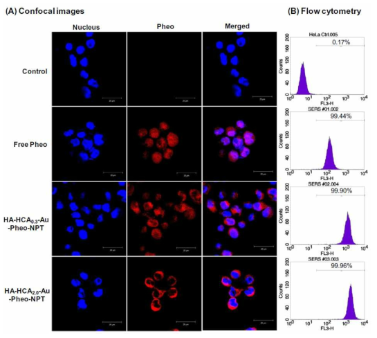 (A) Confocal images and (B) flow cytometry results of cellular uptake of free Pheo, HA–HCA0.3–Au–Pheo–NPT and HA-HCA2.0-Au–Pheo–NPT against HeLa cells (DAPI [blue color], Pheo [red color]). Scale bars represent 20 μm