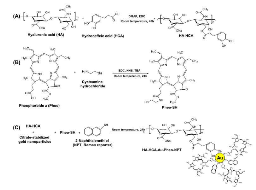 Synthesis of (A) hyaluronic acid (HA) and hydrocaffeic acid (HCA) conjugates (HA–HCA), (B) thiol group-conjugated Pheo (Pheo-SH), and (C) HA–HCA–Au–Pheo–NPT