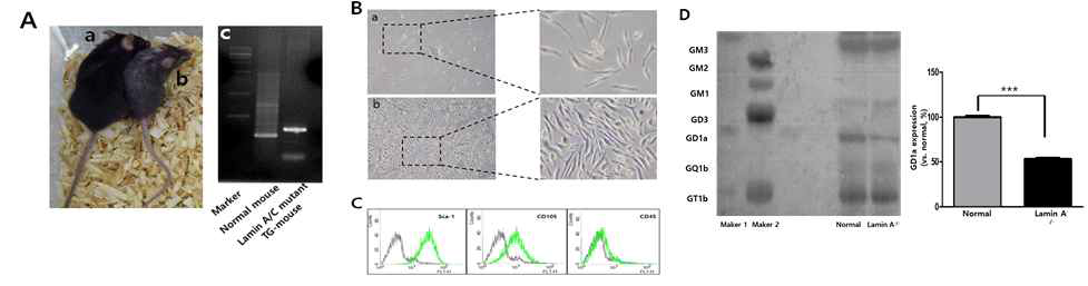 Lamin A-/- 생쥐모델의 BM-MSC primary culture 배양. (A) (a) 정상생쥐, (b) Lamin A-/- 생쥐모델, (c) 유전자 분석. (B) Lamin A-/- 생쥐의 골수에서 primary culture 72시간 (a), 20일 (b) 후 BM-MSC모양. (C) Lamin A-/- 생쥐모델의 BM-MSC 특성 확인 (미분화). (D) 중간엽줄기세포에서 HPTLC (High Performance Tin-Layer Chromatograph) 기법으로 gangliosides 발현 비교분석
