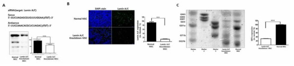 생쥐 siRNA를 이용한 Lamin A/C knockdown 통한 조로증 중간엽줄기세포 모델 확립. (A) 정상 생쥐 골수 유래 중간엽줄기세포에 siRNA를 이용한 Lamin A/C knockdown 유도함. (B) Lamin A/C knockdown된 중간엽줄기세포에서 Lamin A/C 면역형광법으로 발현확인. (C) 중간엽줄기세포에서 HPTLC (High Performance Tin-Layer Chromatograph) 기법으로 gangliosides 발현 비교분석