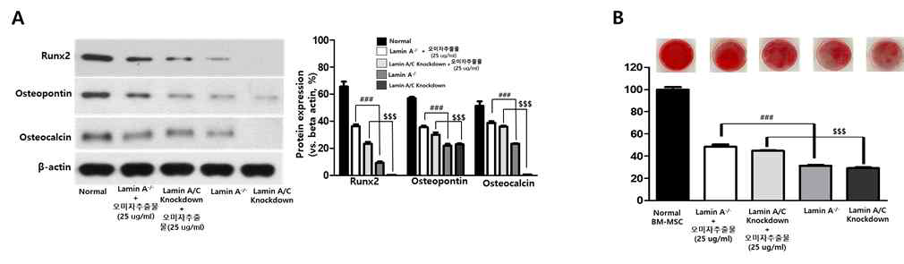 Lamin A 기능 손실된 중간엽줄기세포의 골 분화능에 오미자 추출물 효능 확인. (A) 골 분화 관련 단백질 발현 비교. (B) Osteogenesis(골분화)의 Alizarin Red 염색