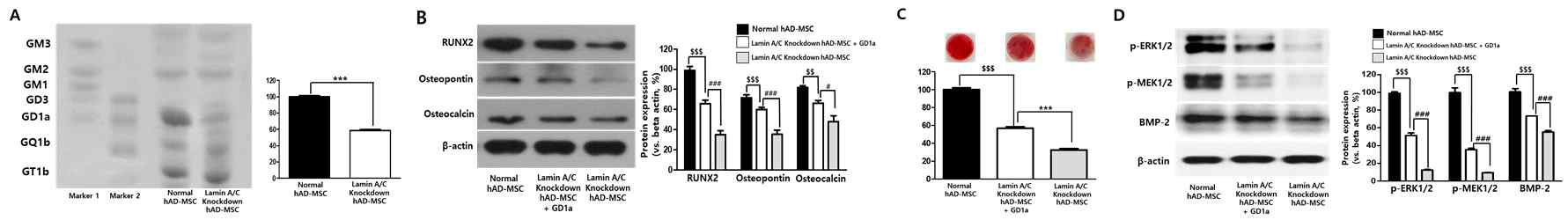 hAD-MSC 모델에 GD1a 정제표품 처리에 따른 선천성 조로증 증상 확인. (A) HPTLC (High Performance Tin-Layer Chromatograph) 기법으로 gangliosides 발현 비교분석 (B) 골 분화 관련 단백질 발현 비교. (C) Osteogenesis(골분화) 확인을 위한 Alizarin Red 염색. (D) 골 분화 기전 관련 단백질 발현 확인