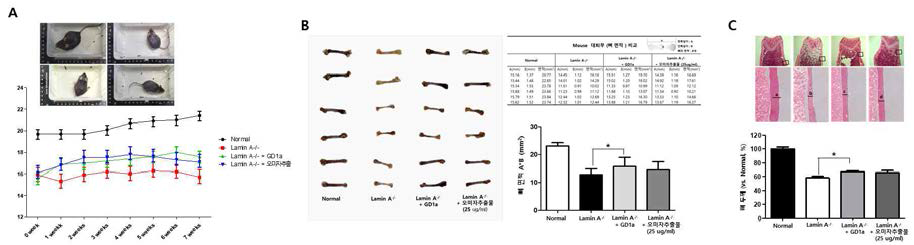 Lamin A 돌연변이 형질전환 생쥐모델에 GD1a 정제표품 및 오미자 추출물 처리에 따른 선천성 조로증 증상 확인. (A) Lamin A-/- 생쥐모델(Dhe/Dhe) 및 몸무게 변화. (B) Lamin A-/- 생쥐모델 대퇴부 모양 및 크기(면적) 비교 (C) 대퇴부 paraffin 절편 및 H&E염색을 통한 뼈 단면적 비교