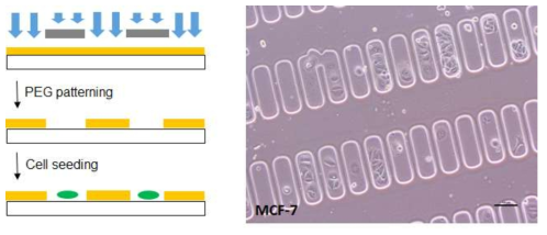 마이크로웰의 제작 및 MCF-7의 패터닝. 4일 이상 하이드로젤이 유리 표면에 안정하게 부착되어 있고 세포가 마이크로웰 내부에 존재하는 것을 확인. (폭 75 micron)