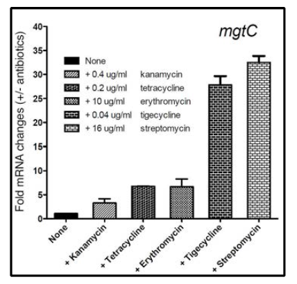 Various translation-targeting antibiotics enhance mgtC expression