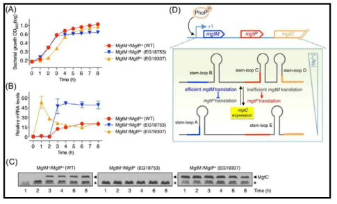 Tetracycline regulation of mgtC expression occurs via translation of the mgtMP sORFs on the mRNA leader