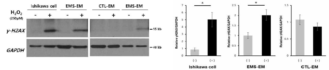 Western blot analysis of γ-H2AX of cultured Ishikawa cell lines and primary endometrial stromal cells from patients with and without endometriosis after H2O2treatment.*P< .05. Results are presented as mean ± SEM values. CTL-EM, eutopic endometrium of patients without endometriosis; EMS-EM, eutopic endometrium of patients with endometriosis