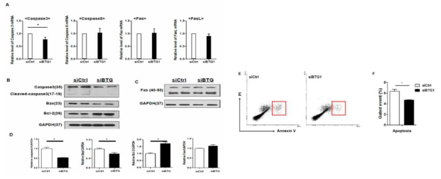 Evaluation of apoptotic potentials of HESCs after transfection with BTG1 siRNA. (A) mRNA expression levels of apoptotic proteins after vehicle (control) and BTG1 siRNA transfections of HESCs. N = 8; *, P < 0.05. (B) Expression levels of intrinsic apoptotic pathway proteins including Caspase 3, Bax, and Bcl-2 detected by Western blot (N = 4). (C) Expression levels of Fas detected by Western blot (N = 4). (D) Differences in the expression levels of apoptotic proteins after vehicle and BTG1 siRNA transfections of HESCs. N = 4; *, P < 0.05. (E) Flow cytometry analysis showing decreased apoptotic potentials of HESCs after transfection with BTG1 siRNA. (F) Statistical analysis of apoptosis of HESCs after transfection with BTG1 siRNA. N = 3; *, P < 0.01