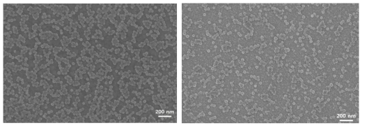 (a) TiO2(왼쪽), (b) Ta2O5 박막에 코팅된 MnO 나노입자 SEM 이미지