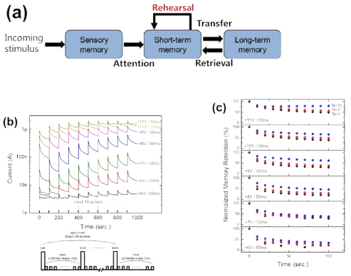 (a) multi-store model의 모식도 (Atkinson and Shiffrin, 1968) (b) 펄스 전압의 크기 증가와 반복 인가에 따른 전류 흐름 (c) 펄스 전압의 크기 증가와 반복 인가에 따른 momory retention 향상