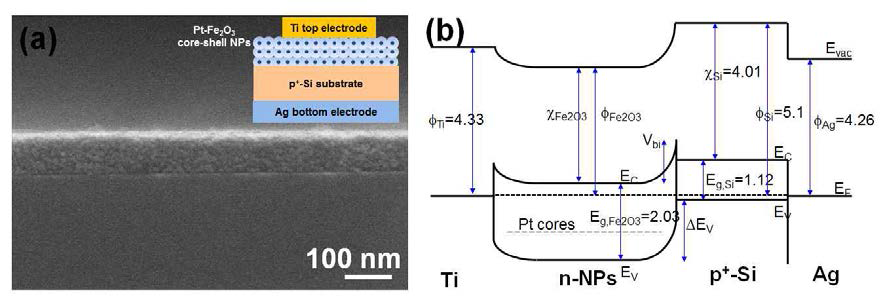 (a) p+-Si 기판 위에 자기조립된 Pt-Fe2O3 코어-셀 나노입자 박막의 SEM 이미지와 (b) Ti/Pt-Fe2O3/p+-Si/Ag 구조의 밴드다이어그램