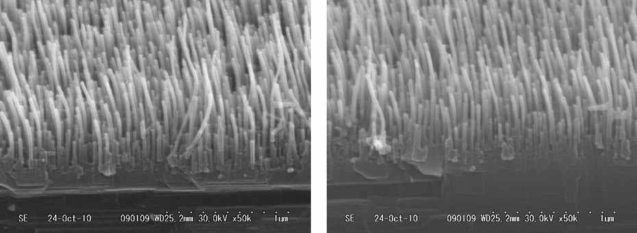 MgO 기판위에 성장된 MgO 나노선 SEM 이미지