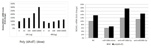 poly(dA: dT)를 처리하였을 때, 24시간 후 dose-dependent 하게 NOVA1 발현이 유도을 확인함. poly(dA: dT)와 miR-146 mimic 및 miR-146 inhibitor인 anti-miR-146b-5p와 anti-miR-146-3p를 다양한 조합으로 처리하였을 때, poly(dA: dT)는 NOVA1을 유도하고, miR-146은 유도된 NOVA1을 억제하며, 억제된 NOVA1은 miR-146 inhibitor에 의해 다시 복구됨을 확인함. NOVA1의 발현 유도와 후성유전학적 조절에 대한 기전을 실험적으로 확인하였음