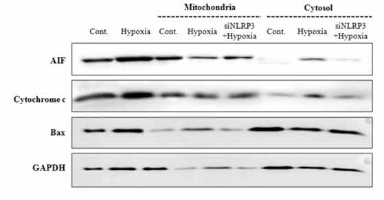 western blot