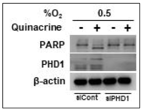 Effect of quinacerine on PHD1 activation-mediated cell death in cancer cells under hypoixa