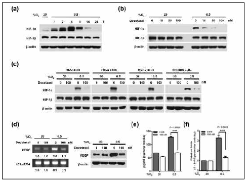 Effect of docetaxel on HIF-1α expression and its transactioon