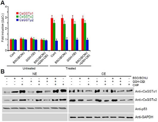 Glutathionylation is critically involved in nuclear translocation of cytosolic CsGSTos