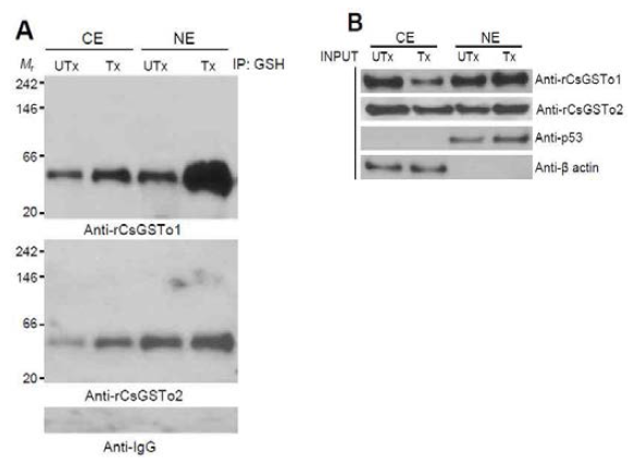 Immunoprecipitation analysis of nuclear translocation of glutathionylated CsGSTos under oxidative stressful conditions