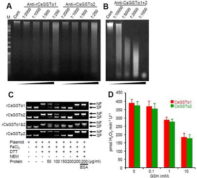 Protection of C. sinensis genomic DNA and plasmid DNA by CsGSTo through elimination of ROS