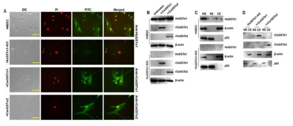 Knock-out of HuGSTo1 (HuGSTo1-KO) in human intrahepatic biliary epithelium cell line (IHBEC) and Cellular uptake of rCsGSTo1 and rCsGSTo2