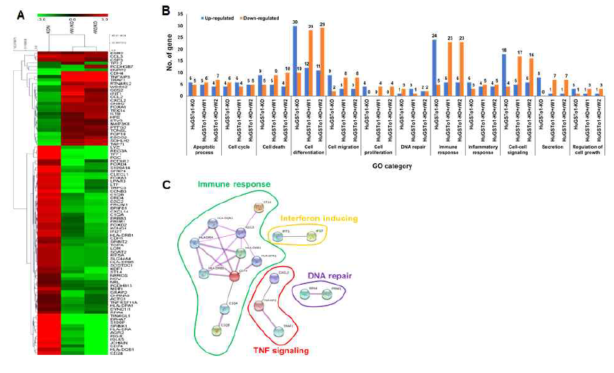 Effects of rCsGSTo1 and rCsGSTo2 on transcriptional changes of human intrahepatic epithelial cells. HuGSTo1-KO cells were treated with rCsGSTo1 and rCsGSTo2, after which transcriptional changes were determined by RNAseq. Transcription of mRNAs associated with cellular apoptosis, survival, differentiation, DNA protection, immune and inflammatory response were largely altered