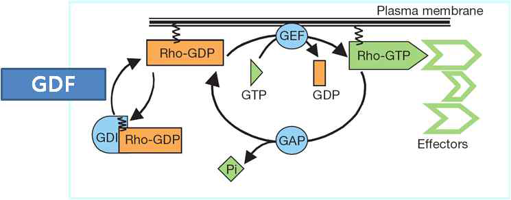 Regulation of RhoA activity. RhoA is alternatively activated by guanine nucleotide exchange factor (GEF) and inactivated by GTPase activating protein (GAP). Active RhoA-GTP binds to effector proteins, which transmit signals to downstream molecules. RhoA-GDP interacts with RhoGDI in cytosol, which is in inactive state. GTP-binding to RhoA of RhoA-RhoGDI complex could be facilitated by GDI displacement factor (GDF)