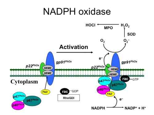 Superoxide and H2O2 production through NADPH oxidase complex. Stimulation of cell induces recruitment of cytosolic compnents including phosphorylated p40PHOX, p47PHOX, and p67PHOX to membrnae components including p22PHOX and gp91PHOX of NADPH oxidase. In particular, activated Rac1/2-GTP aslo binds to the the NADPH oxidase, which much enhances the production of superoxide. Superoxide can be converted to hydrogen peroxide by superoxide dismutase (SOD), then hydrogen peroxide is converted to water by catalse