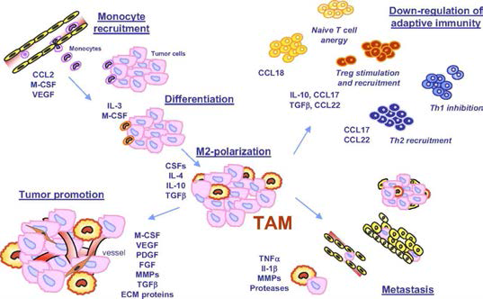 Overview of TAM, which originate from blood monocytes recruited at the tumor site by molecules produced by neoplastic and by stromal cells. Main factors involved in monocyte recruitment are the chemokine CCL2, M-CSF, and VEGF. When monocytes reach the tumor mass, they are surrounded by several microenvironmental signals such as IL-3 and M-CSF, able to induce their differentiation toward mature macrophages (now called TAM) and to shape the “new” cells as needed by the tumor (CSFs, IL-4, IL-10, and TGF-β). Tumor-molded macrophages resemble M2-polarized cells and play a pivotal role in tumor growth and progression. TAM actively work for the tumor: They produce several molecules that sustain malignant cell survival, modify neoplastic ECM proteins, promote the development of a newly formed vessel, and assist tumor cells in their progression. Moreover, TAM affect adaptive immune responses significantly by recruiting and stimulating Tregs and recruiting Th2 lymphocytes, which in turn inhibit Th1 cells, and by inducing anergy of naïve T cells
