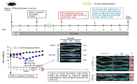 철분 식이에 따른 AOM/DSS 마우스 모델에서의 간, 소장, 대장 이미지