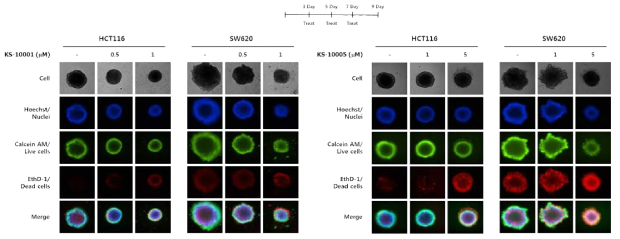 HCT116, SW620 3D 스페로이드 모델에서 철 킬레이팅 제재의 효능 평가 이미지