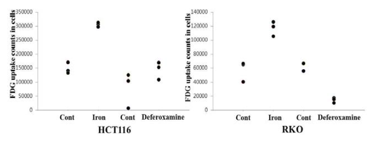 대장암 세포주 RKO, HCT116의 철분과 철 킬레이팅 제재의 투여에 따른 [18F]FDG 섭취변화