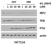 대장암 세포주 HCT116에서 철대사 억제제 투여에 따른 하위 시그널의 변화
