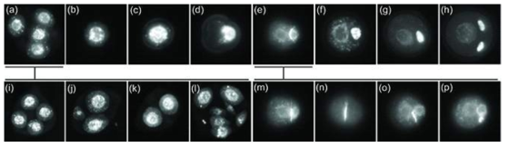 DAPI 염색후 화분발달과정을 비교한 것으로 대조군(a-h)에서 정상적인 감수분열(a), 미세포자 (b-d), 2세포성 화분 (e-g), 3 세포성 화분 (h)를 보이는 반면 gem3 동형접합체의 경우 동형접합체는 감수분열에 교란되고 (i-l), 이형접합체의 경우 첫 번째 유사분열이 교란되어 (m-p) 결국은 ‘무정자’ 혹은 ‘거대 배수성 정자’ 화분을 생산한다는 것을 확인하였다