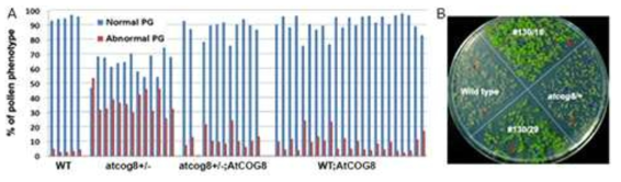 AtCOG8프로모터에 AtCOG8 cDNA를 연결한 형질전환벡터를 tiolike1/atcog8 이형접합변이식물에 도입한 후 각 식물개체의 유전형 및 화분표현형을 조사함으로써 도입한 정상적인 AtCOG8유전자에 의해 변이화분이 정상화분으로 회복되는 것을 확인할 수 있었다 (A). 또한 자손세대에서 제초제 저항성 개체의 빈도가 현저히 높아진다는 것을 확인함으로써 tiolike1변이를 유발한 유전자가 AtCOG8임을 검증하였다 (B)
