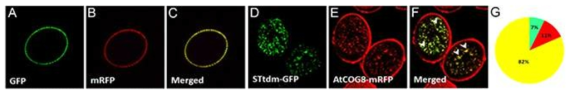 공초점레이저 현미경으로 관찰한 결과, 알려진 Golgi 마커단백질 STtmd-GFP의 세포내 분포(A, D, G)가 AtCOG8-RFP의 분포(B, E, G)와 82% 정도 일치 (C, F, G)한다는 것을 확인하였다