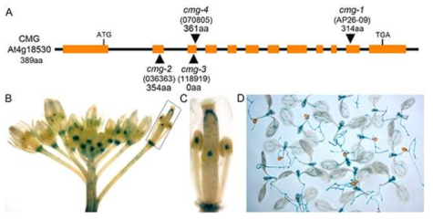 염색체지도작성법으로 최종 65Kb 구간 내에 21개의 후보 유전자군을 확보하였다. 이들의 염기서열을 분석함으로써 At4g18530유전자에 서 13bp가 결여되었다는 것을 확인하였고 (가칭 cmg-1) 세개의 독립적인 T-DNA삽입개체 (cmg-2, cmg-3, cmg-4)를 ABRC (Arabidopsis Biological Resource Center at The Ohio State Univ.)에서 분양받아 화분표현형을 조사한 결과, tiolike2와 동일하다는 것을 확인하였다(A). At4g18530유전자의 프로모터에 GUS를 연결한 벡터를 야생형 식물에 도입함으로써 유전자의 발현양상을 조사한 결과, 유묘기의 체세포 조직과 화기조직에서 다양하게 발현한는 것으로 밝혀졌다 (B-D)