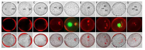 proAt4g18530-At4918530-mRFP1 형질전환 식물체의 화분발달과정 중 미세포자시기 (A), 제1화분유사분열 직후 초기 2세포시기 (B-C), 생식세포가 화분세포벽에서 유리되어 나온 후기 2세포 시기 (D-E), 제2 화분유사분열 후 3세포시기(F), 성숙화분시기(G)에서 적색형광단백질의 발현을 조사하였다. 미세포자시기에는 적색형광 단백질이 관찰되지 않다가 초기 2세포시기의 생식세포에서 한 두개의 점들로 희미하게 나타나기 시작하여 점차 뚜렷해지며 3세포시기가 되면 정자세포에 한하여 발견된다. 영양세포핵, 생식세포핵, 정세포핵을 표시해주는 녹색형광단백질 마커(D, F) 분포에서 알 수 있듯이 웅성생식세포계의 세포질에서 발현하는 유전자임을 알 수 있다