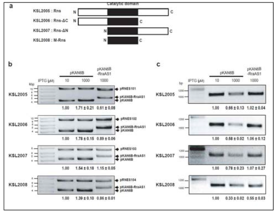 RNase ES의 효소작용을 조절하는 RraAS1 의 효과 a) 실험에 사용한 RNase ES 유도체, b) 각기 다른 유도체 에서의 플라스미드카피넘버 c) rpsO mRNA발현양