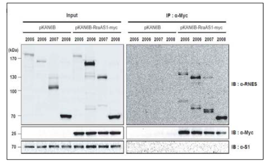 RNase ES와 RraAS1의 물리적인 상호작용 확인