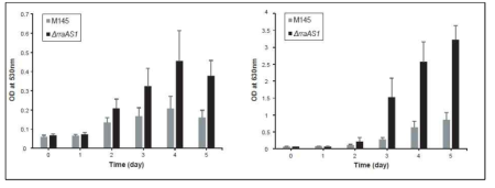 RraAS1이 결실된 균주에서 undecylprodigiosin (RED)(좌)와 actinorhodin (ACT)(우)의 발현 양 측정