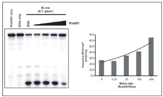시험관 내 RraAS1의 저해에 의한 p-BR10 헤어핀 구조의 cleavage 확인