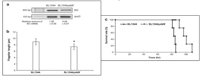 S. Typhimurium의 fliC 발현에 대한 yddX 결실의 영향. a. fliC 의 mRNA 양의 RT-PCR에 의한 측정. b. S. Typhimurium의 편모 구조에 대한 yddX 결실의 영향. c. S. Typhimurium의 병독성에 대한 yddX 결실의 영향
