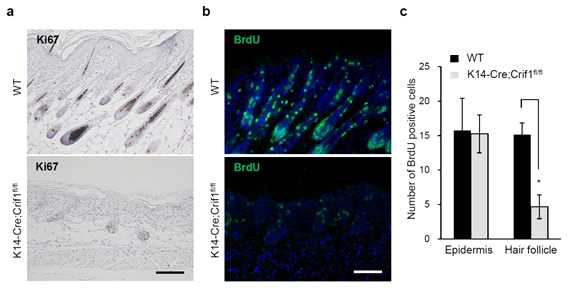 표피에서 미토콘드리아 기능장애가 분열에 미치는 영향. 세포분열에 미치는 영향을 확인하기 위하여 Ki67 면역화학염색 및 BrdU assay를 수행함. Crif1 결손에 의해 모낭에서 세포 분열이 크게 감소한 것을 관찰함