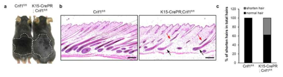 성체 모낭팽배부에서 Crif1 결손이 모발성장에 미치는 영향. Crif1 결손에 의해 모발의 성장이 억제됨을 확인함. 특히 모낭이 완전한 성장기로 자라지 못하고 멈춰있는 것을 관찰함. (빨간색 화살표)