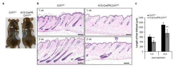 성체 모낭팽배부에서 Crif1 결손이 모발성장에 미치는 영향. Depilation 모델을 통해 모발 성장을 유도하였을 때, Crif1 결손에 의해 모발 성장이 크게 지연되는 것을 확인함