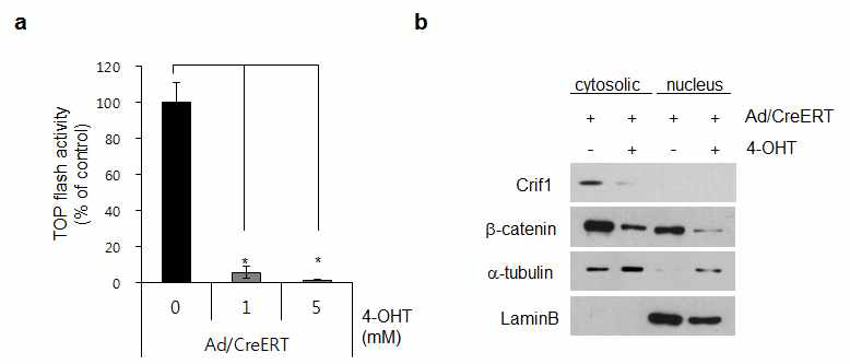 각질형성세포에서 Crif1 결손 모델 구축. Crif1fl/fl 생쥐로부터 각질형성세포를 분리하여 CreERT 과발현 후 4-OHT를 처리하여 Crif1 결손을 유도함. 이에 표피 및 모낭 형성에 필수적인 b-catenin signaling이 크게 감소한 것을 확인함